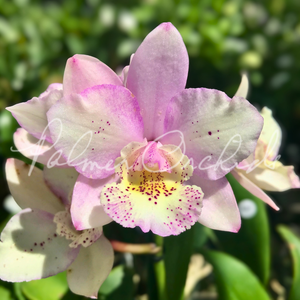 Bcn. Aka's Aloha — Palmer Orchids